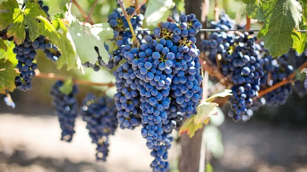 Nos conseils pour trouver les meilleurs profils pour votre recrutement dans le secteur des vins et spiritueux ?